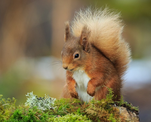 Wildlife Watching Tips, Locations & Iconic Animals to Spot in Scotland