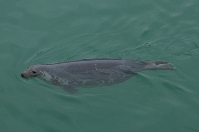 grey seal