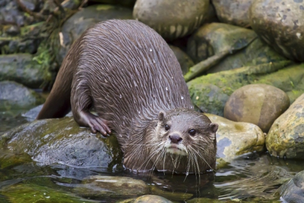 otter south Scotland Dumfries and Galloway