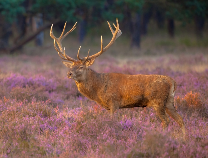 Red deer Scotland Dumfries and Galloway