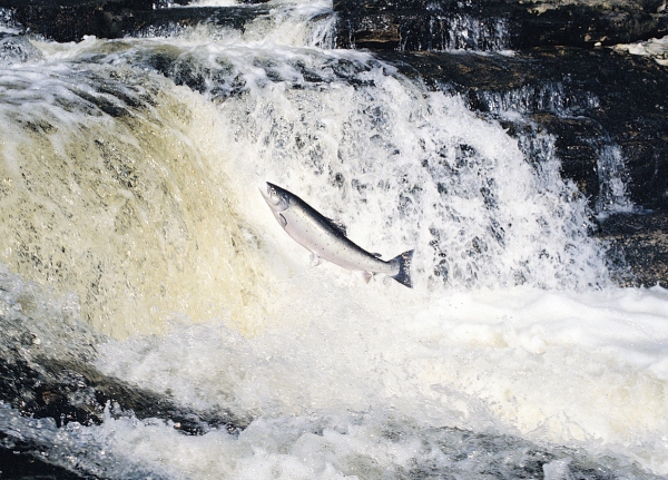 salmon river Nith Scotland Dumfries and Galloway