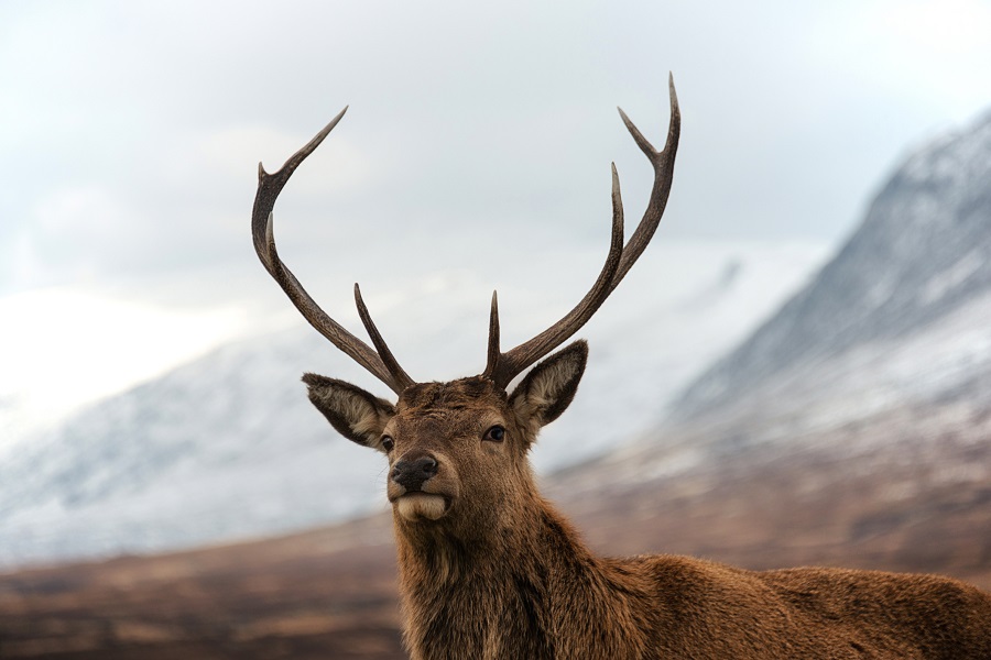 Red deer Scotland 